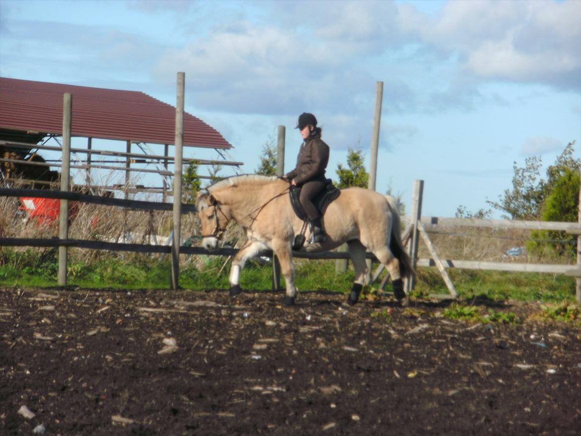 Fjordhest Rune Åby  - Den Gamle Kan Godt:D
Billede: 5. billede 5