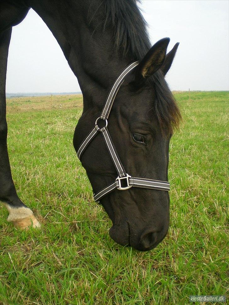 Dansk Varmblod Svalegårdens Maeztro <3 billede 2
