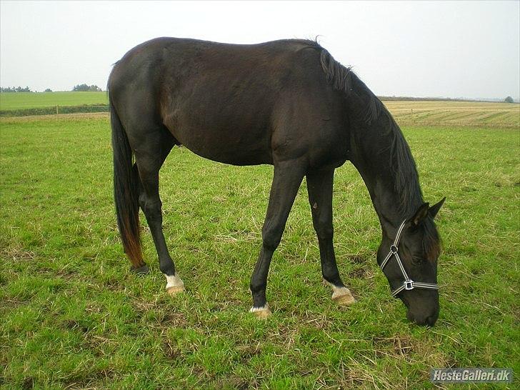 Dansk Varmblod Svalegårdens Maeztro <3 billede 3