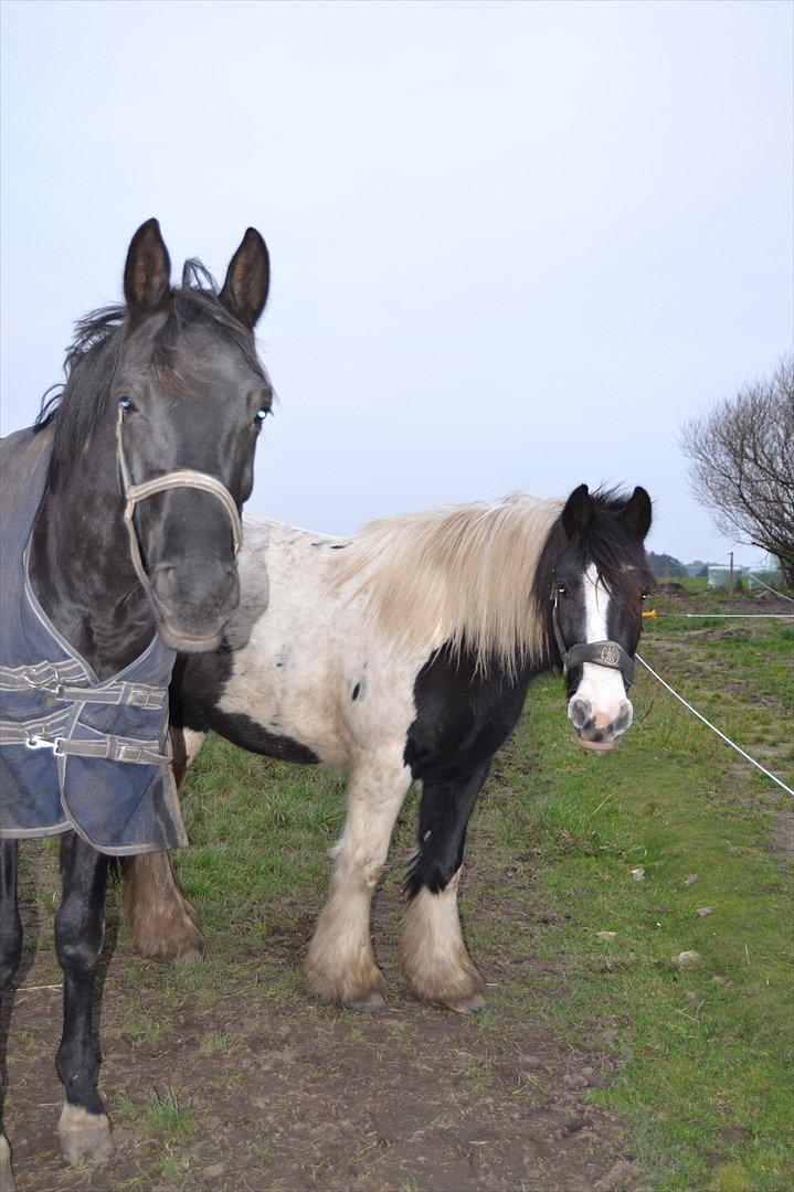 Dansk Varmblod Svalegårdens Maeztro <3 billede 4