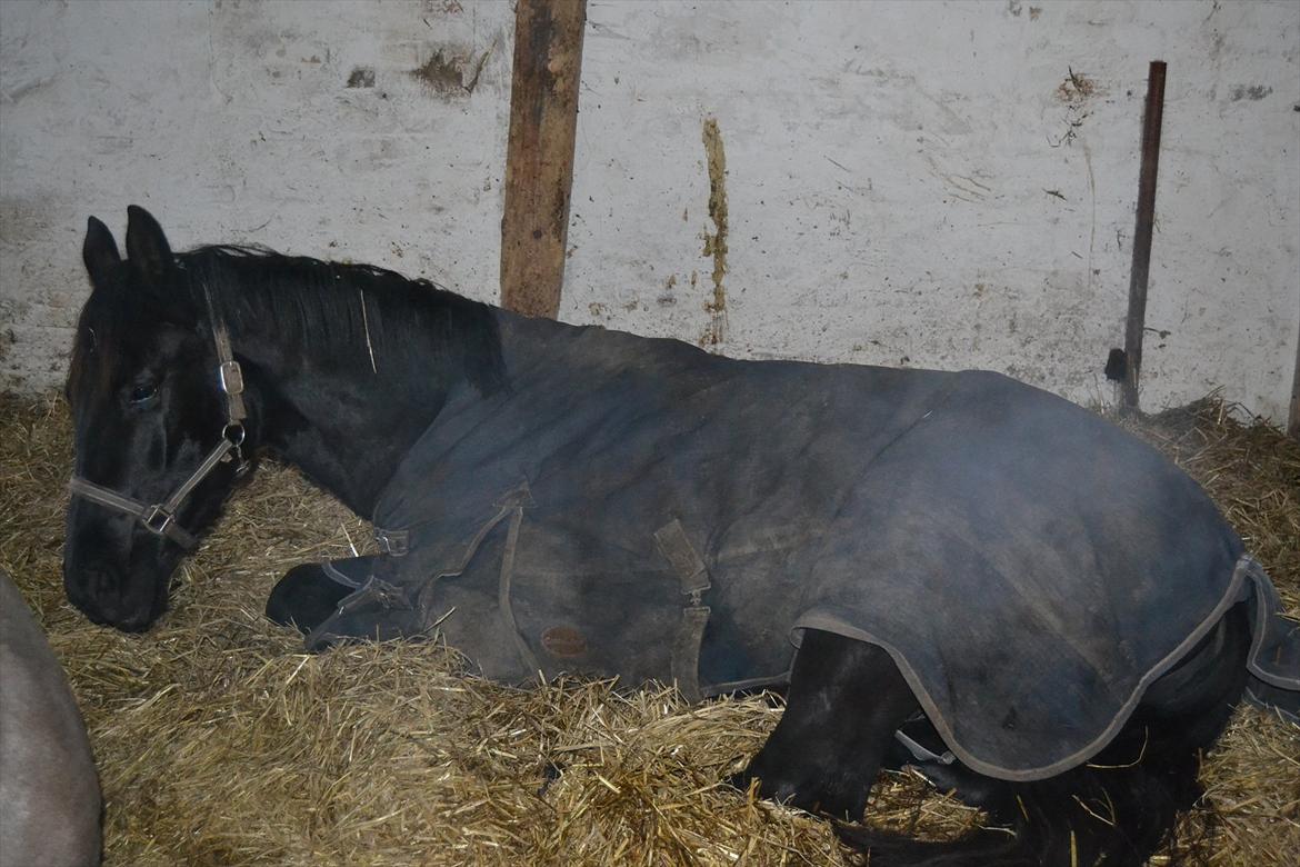 Dansk Varmblod Svalegårdens Maeztro <3 billede 5