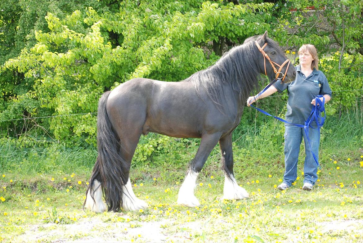 Irish Cob Eros af Lukasminde !  - Foto : mig selv billede 2