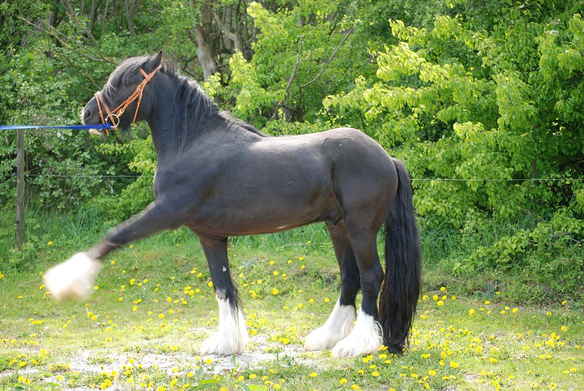 Irish Cob Eros af Lukasminde !  - Foto: mig selv billede 3