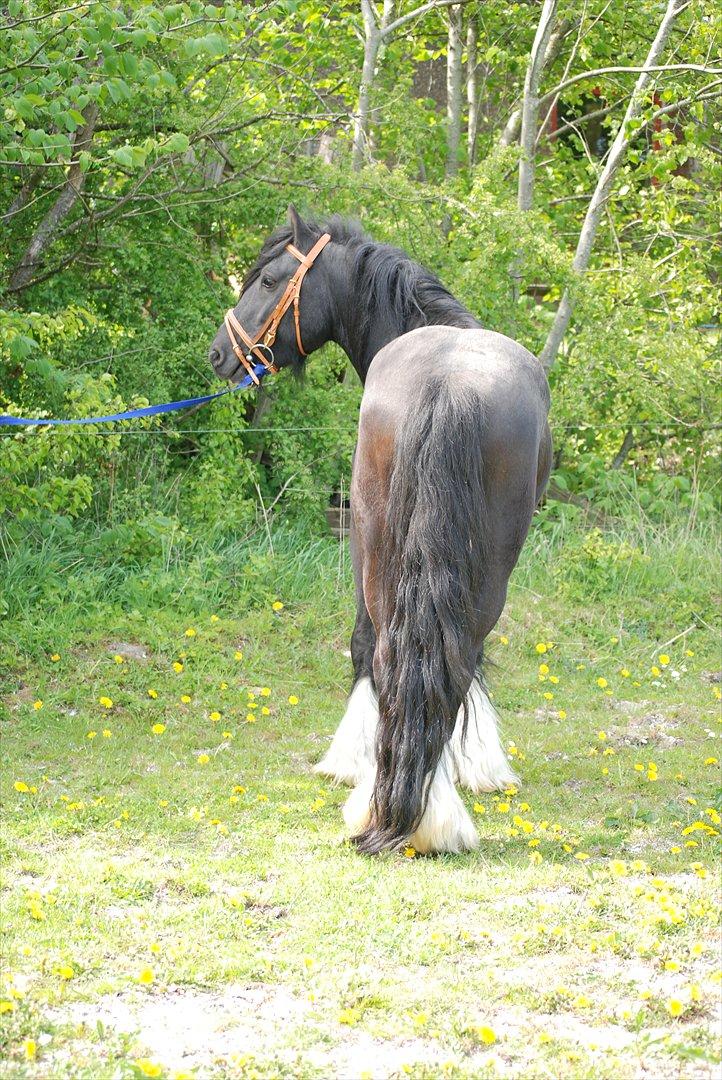 Irish Cob Eros af Lukasminde !  - Når enden er god er alting godt ;)
Foto: Mig selv billede 4