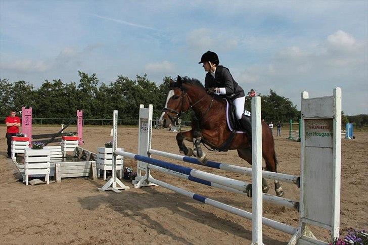 Irsk Sportspony Knockcullen Lass B-pony - MB** billede 20