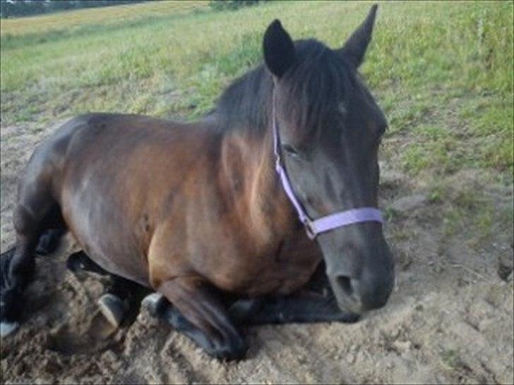 Welsh Cob (sec D) Holly billede 4