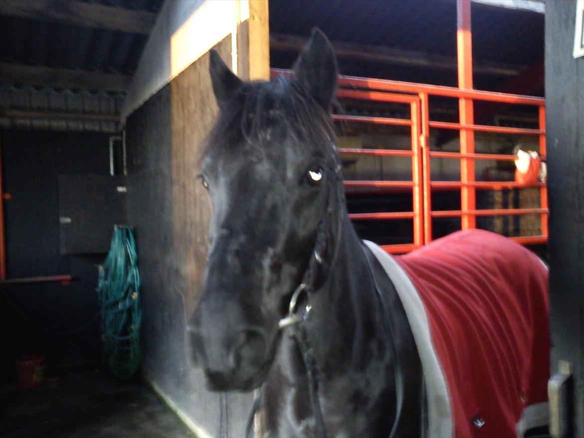 Welsh Cob (sec D) Holly billede 5