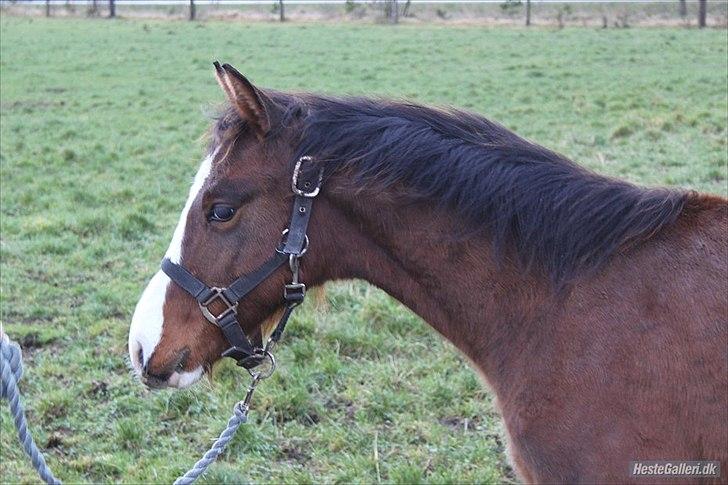 DSP Pegasus billede 1