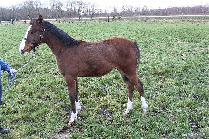 DSP Pegasus billede 2