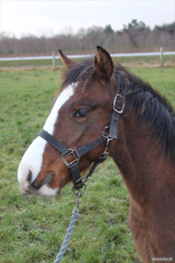 DSP Pegasus billede 4