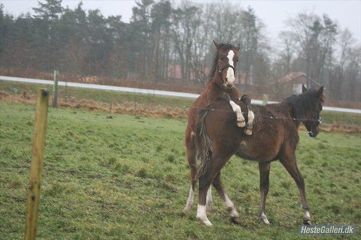 DSP Pegasus billede 5