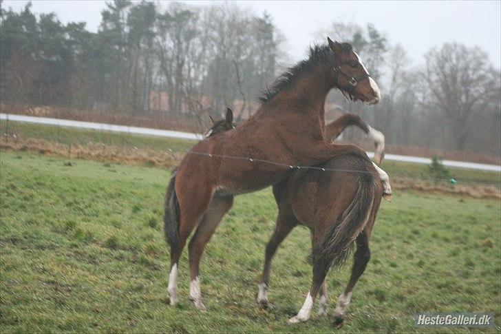 DSP Pegasus billede 6