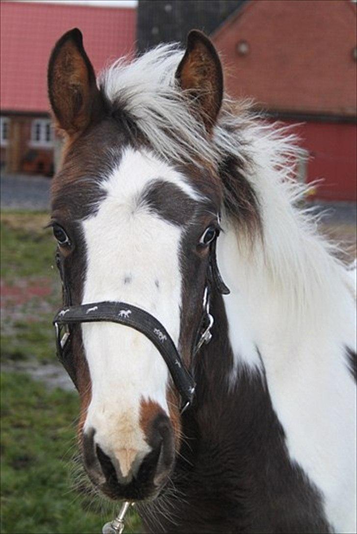 Pinto Midtjydens Le mans solgt billede 1