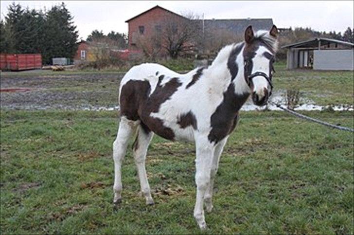 Pinto Midtjydens Le mans solgt billede 2