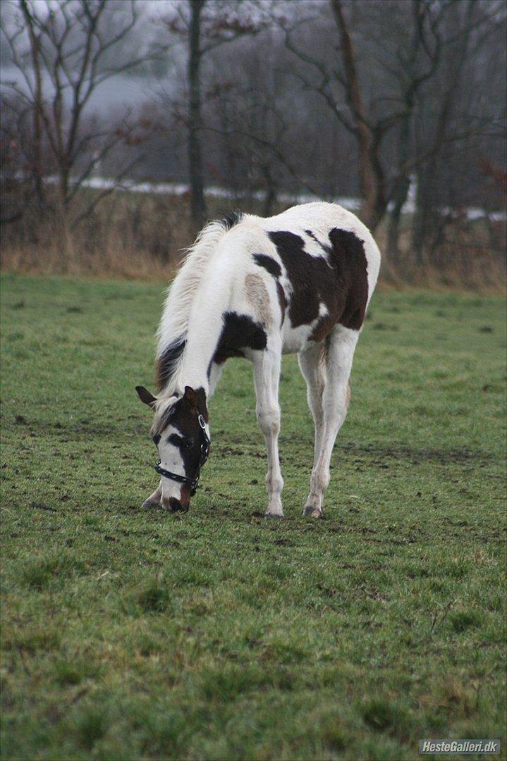 Pinto Midtjydens Le mans solgt billede 3