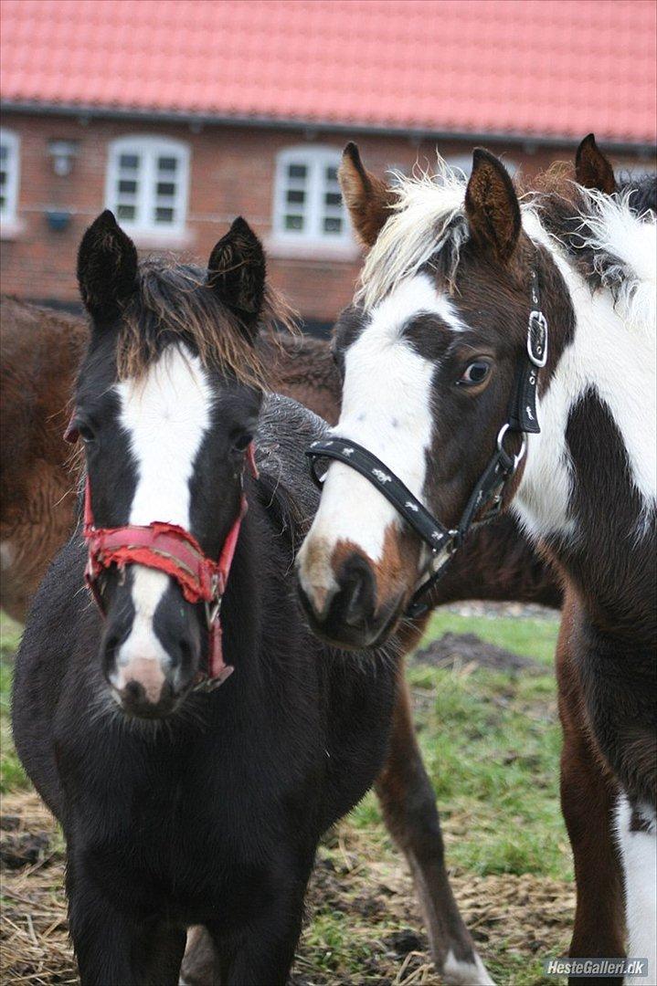 Pinto Midtjydens Le mans solgt billede 4