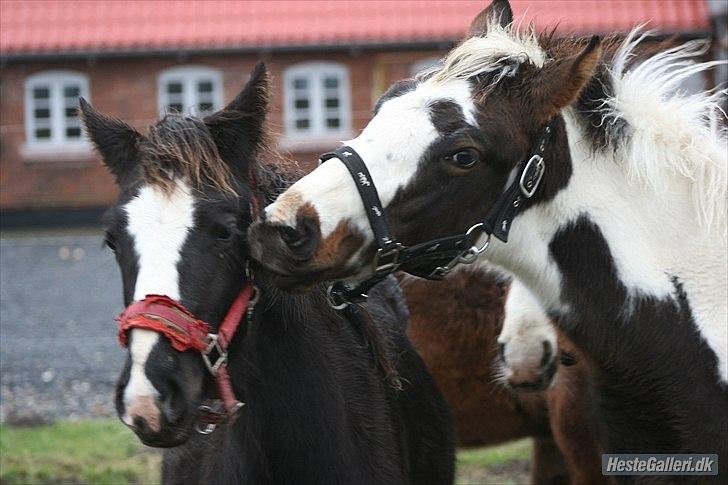 Pinto Midtjydens Le mans solgt billede 5