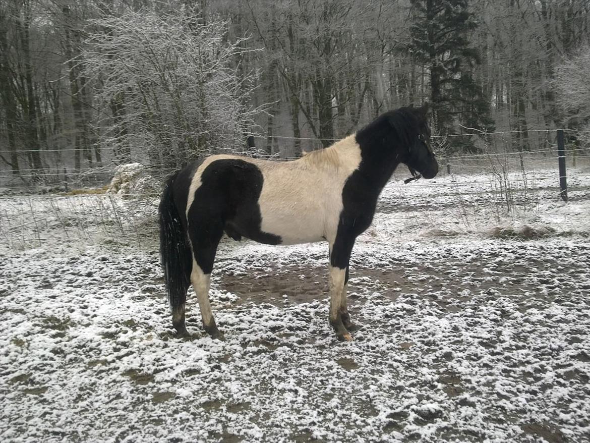 Pinto Kallestrups alistore o'shar - Alistore den 9/1-2010 billede 14