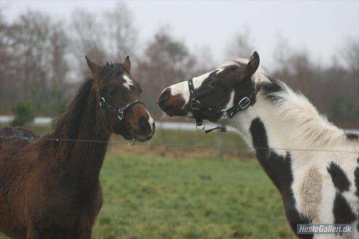 Pinto Midtjydens Le mans solgt billede 6