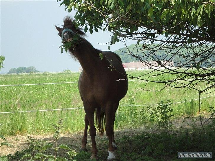 Anden særlig race Zephyr  - Den ultmative plante-dræber, Zepperinus! Jeg elsker bare det billede!! <3 xD billede 10