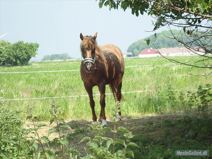 Anden særlig race Zephyr  - Sommer 2011. billede 11