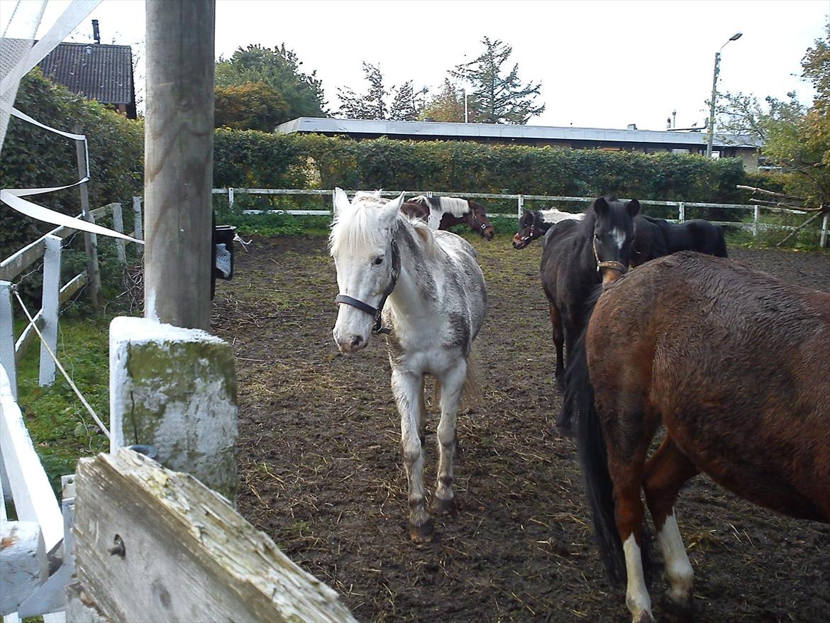 Anden særlig race Pletten |Elev pony |Rider ikke mere| - Foto: Mig billede 14