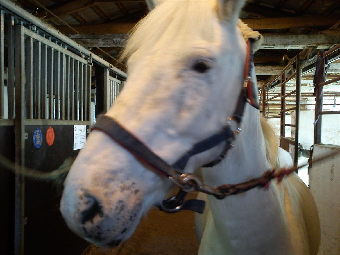 Anden særlig race Pletten |Elev pony |Rider ikke mere| - Foto: Mig billede 19