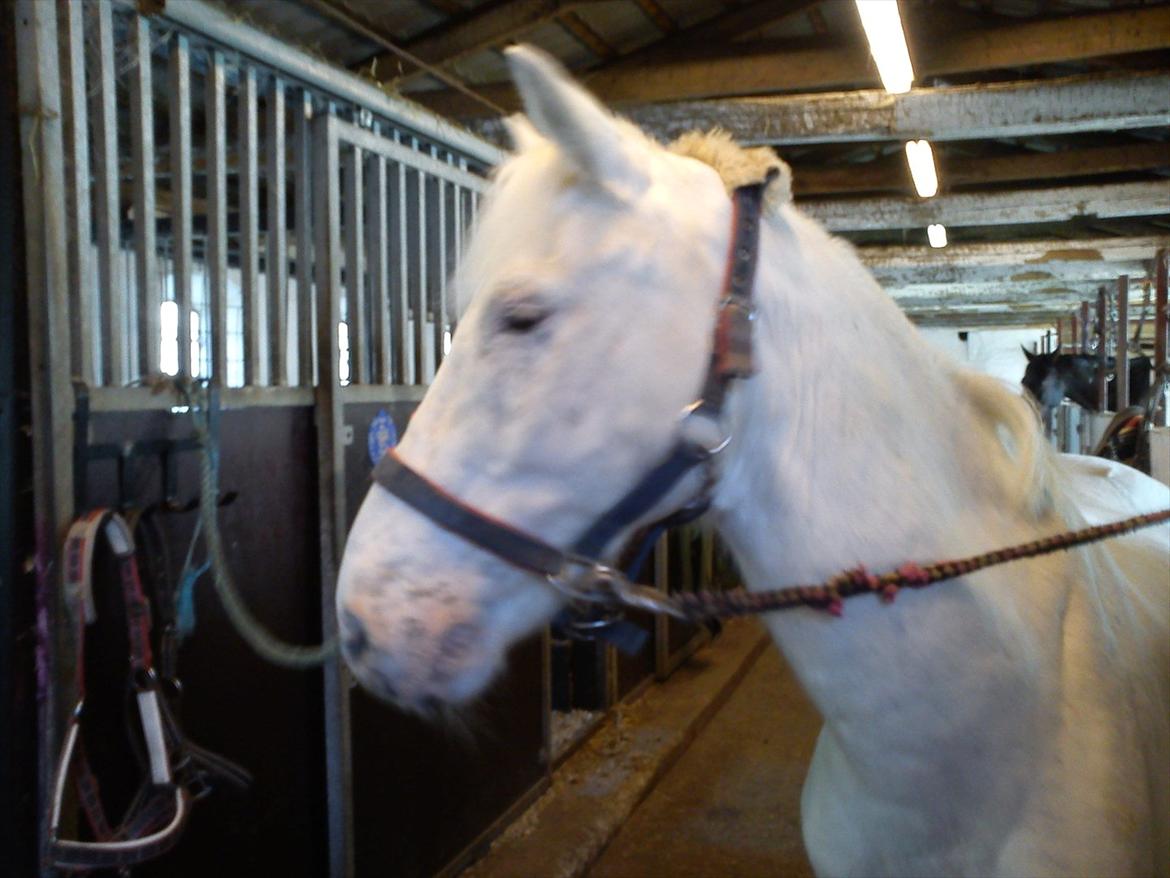 Anden særlig race Pletten |Elev pony |Rider ikke mere| - Foto: Mor billede 13