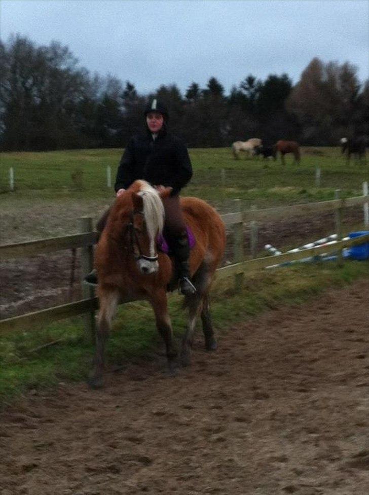 Haflinger Linea - dressur d. 8-1-2012 billede 1