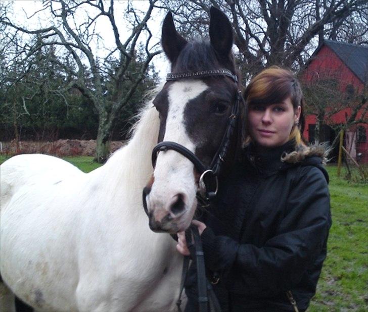 Pinto Shandie  billede 2