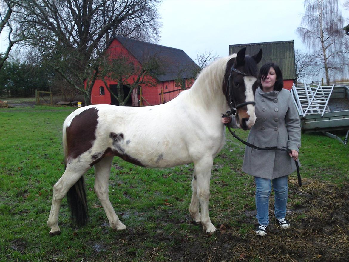 Pinto Shandie  billede 5