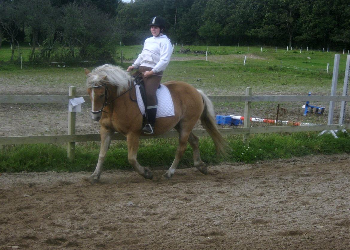 Haflinger Linea - dressur billede 11