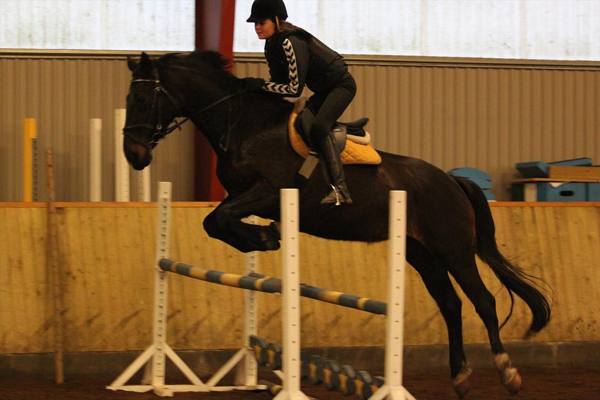 Anden særlig race  Lopez  billede 17