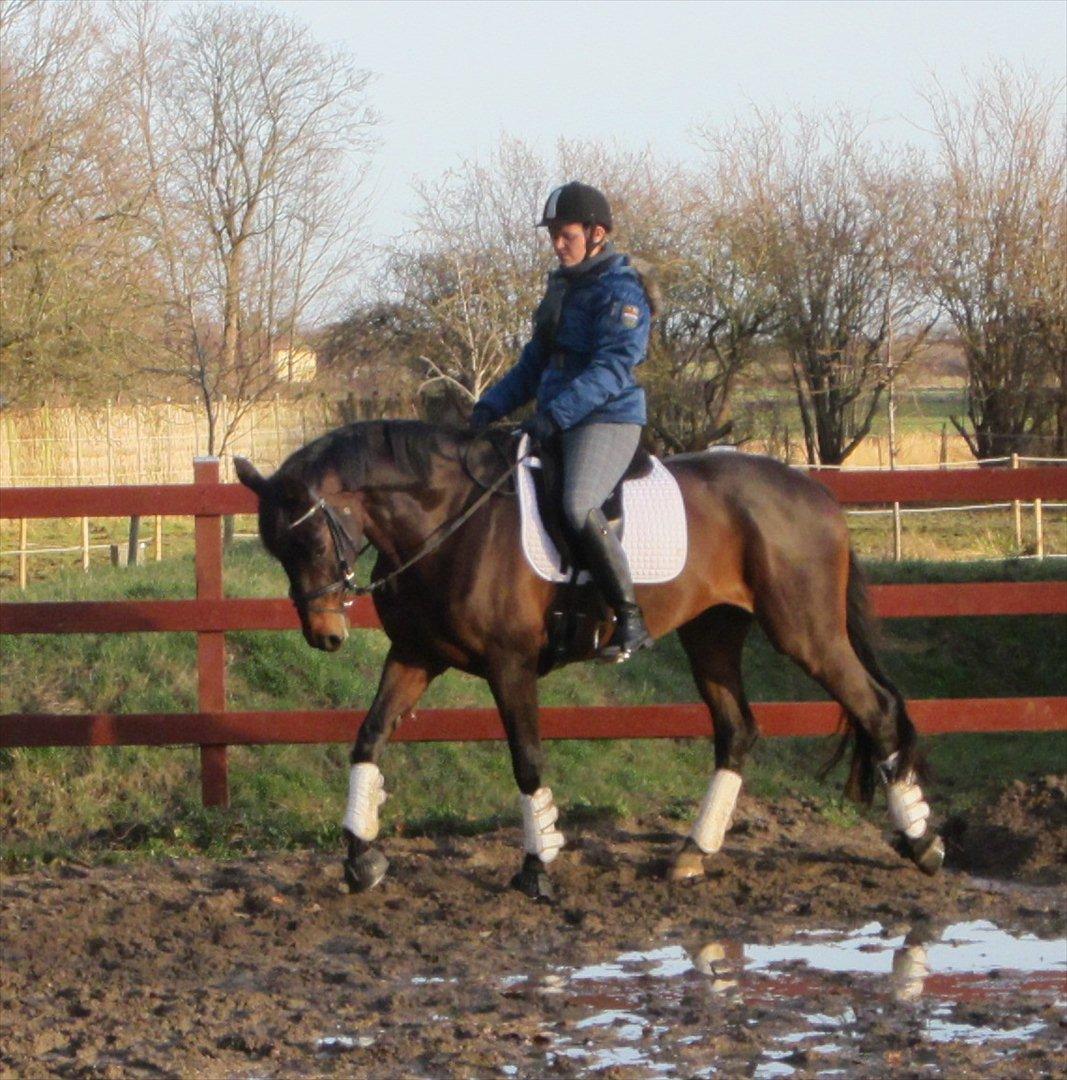 Dansk Varmblod Armanea Slot - Med Louise, den 27. december 2011. billede 14