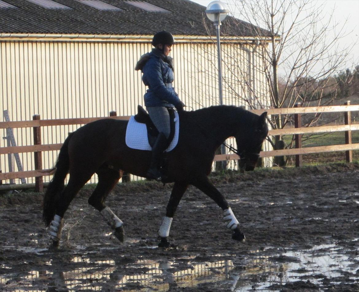 Dansk Varmblod Armanea Slot - Med Louise, den 27. december 2011. billede 13