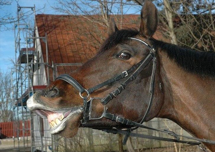 Dansk Varmblod Armanea Slot - Maj 2011. billede 15