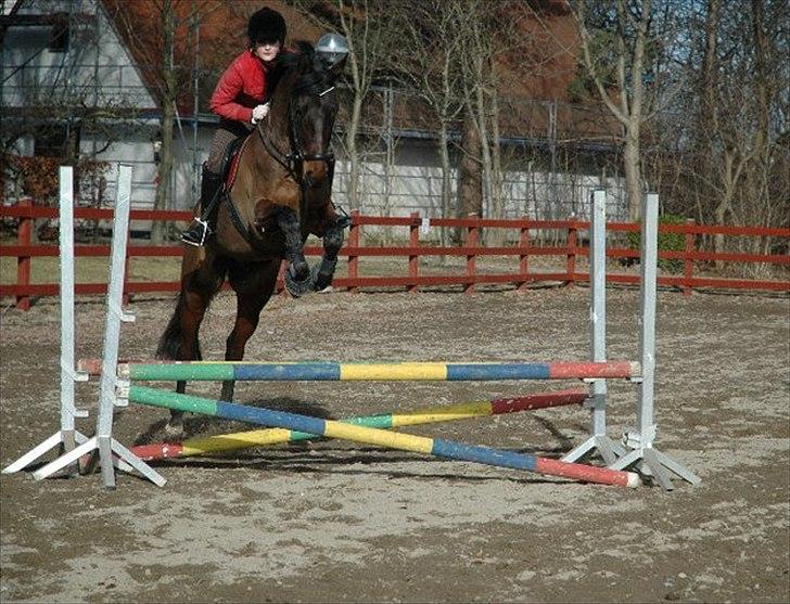 Dansk Varmblod Armanea Slot - Maj 2011. billede 16