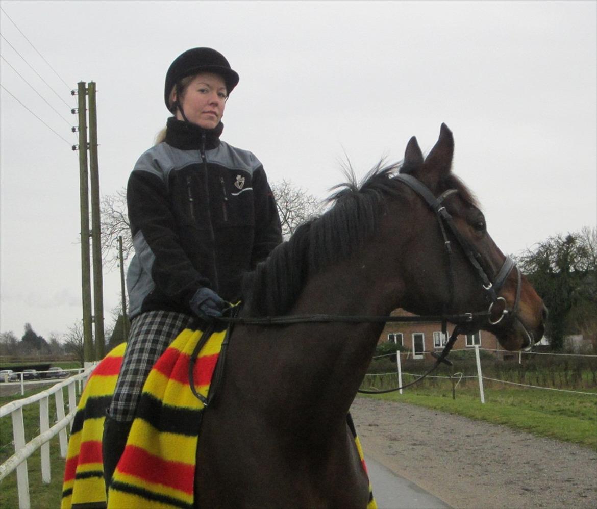 Dansk Varmblod Armanea Slot - Hjemme på Baunehøj, den 9. januar 2012. billede 10