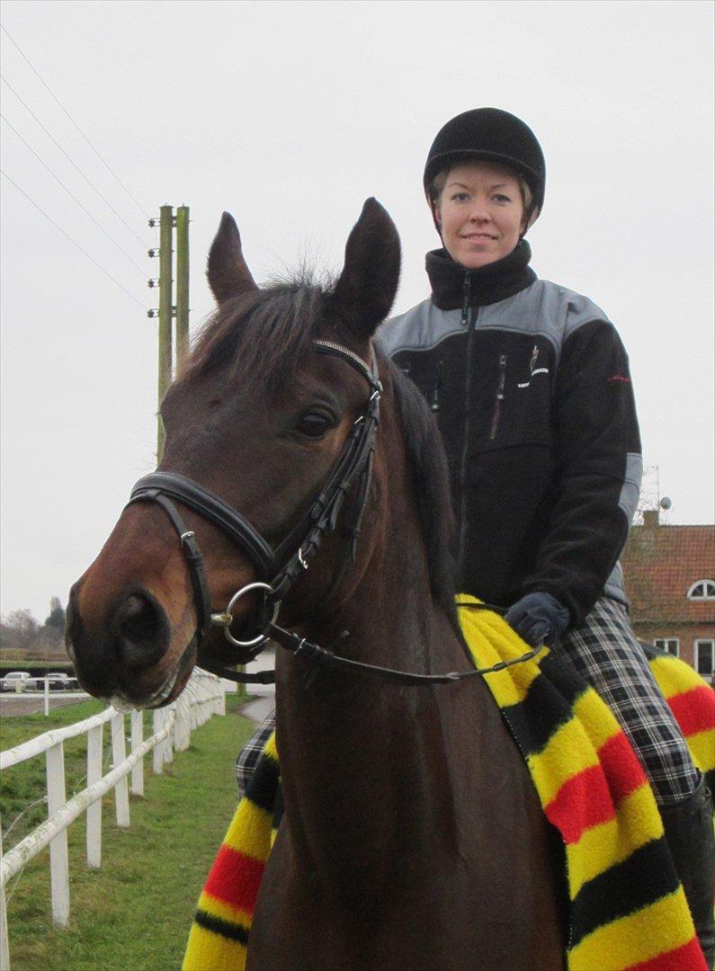 Dansk Varmblod Armanea Slot - Hjemme på Baunehøj, den 9. januar 2012. billede 11