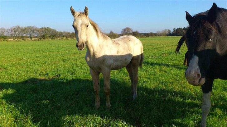 Palomino Klitgaards Marti billede 18