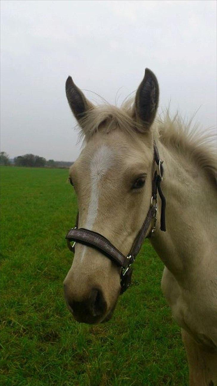 Palomino Klitgaards Marti billede 5