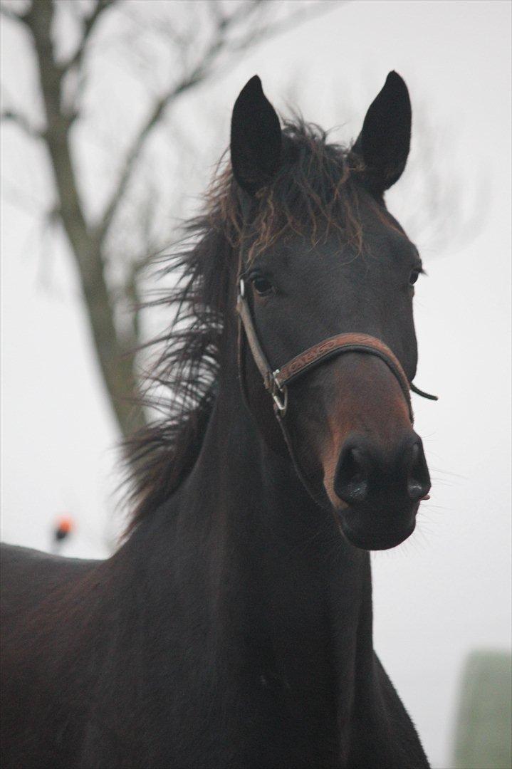 Dansk Varmblod Zakira - Velkommen til smukke zakira billede 5