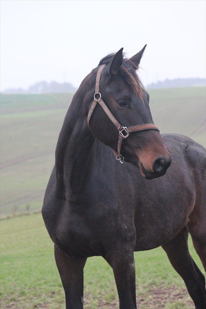 Dansk Varmblod Zakira - 9/7 en kold dag i december
 billede 7