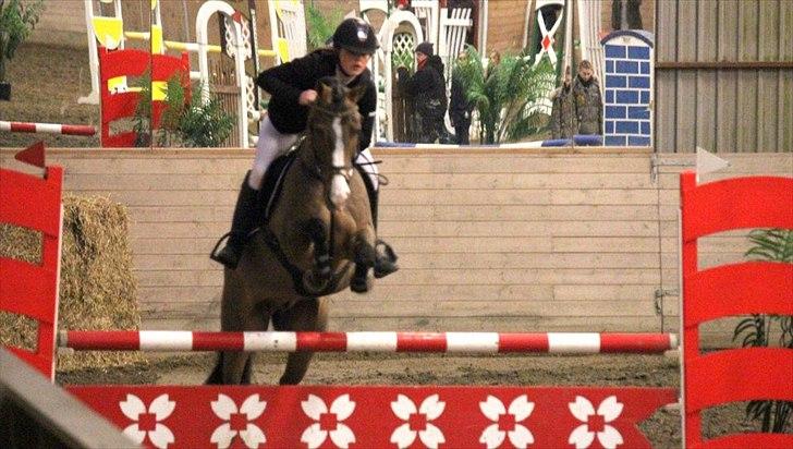 Anden særlig race Cappagh Unique - MB** på Capa City d. 8 Januar 2012 billede 11