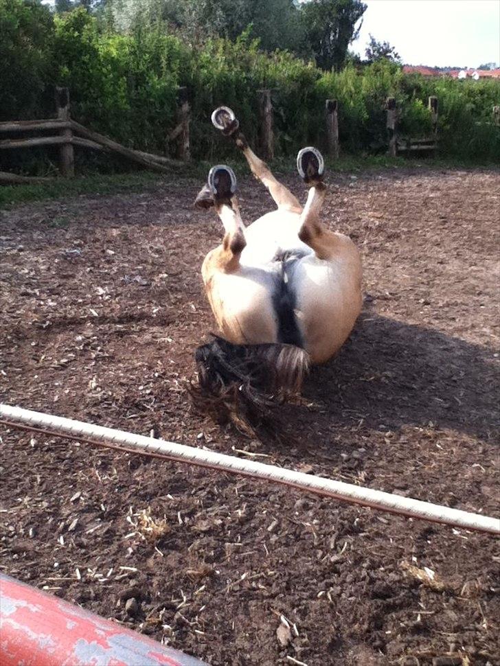 Fjordhest Frida af Tranemosen - Yay, hun ruller sig.. billede 6