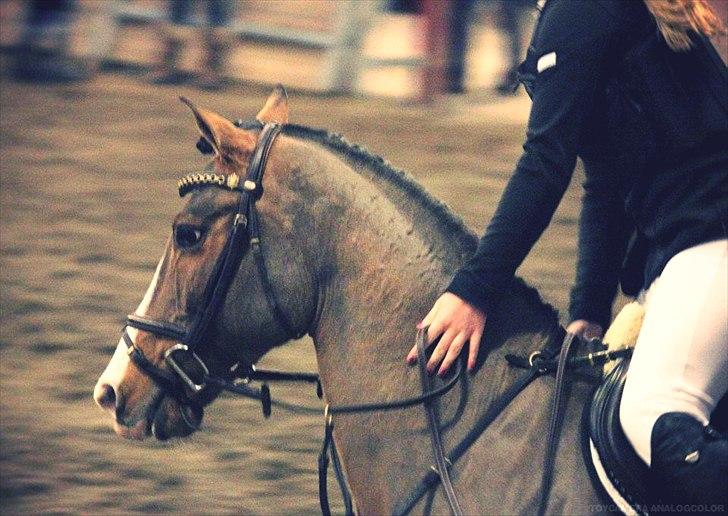 Anden særlig race Cappagh Unique billede 12