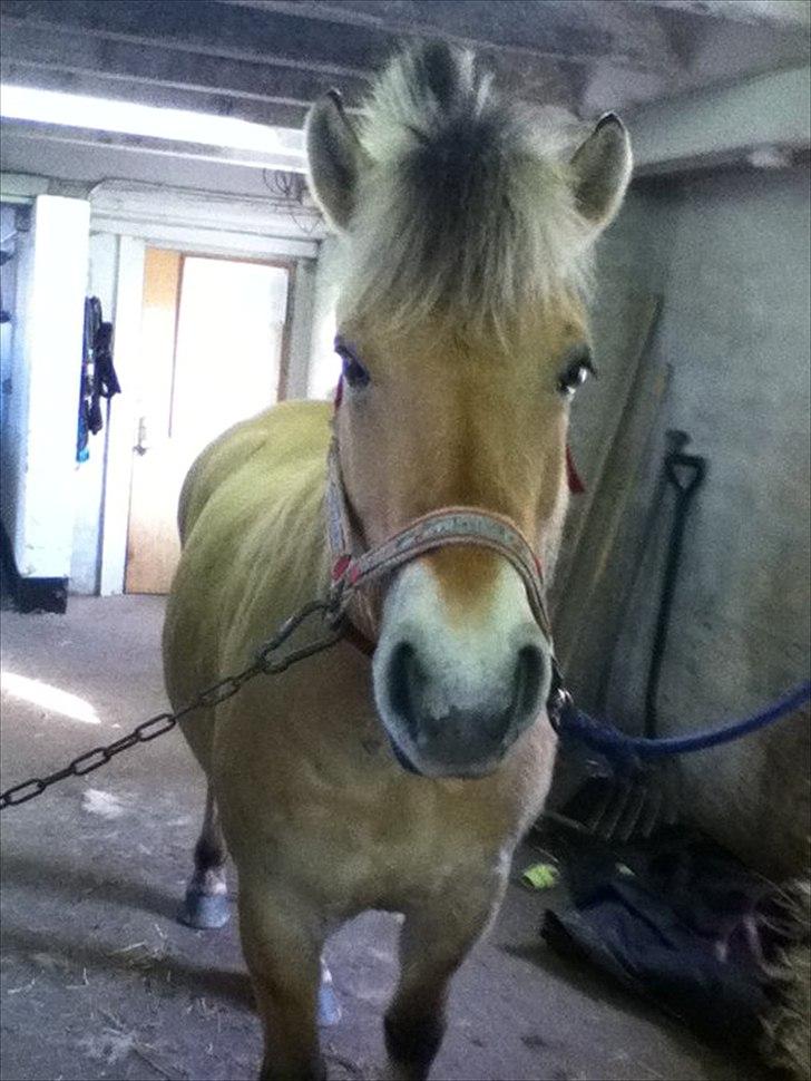Fjordhest Frida af Tranemosen - Hva' så, strit?<3 billede 8