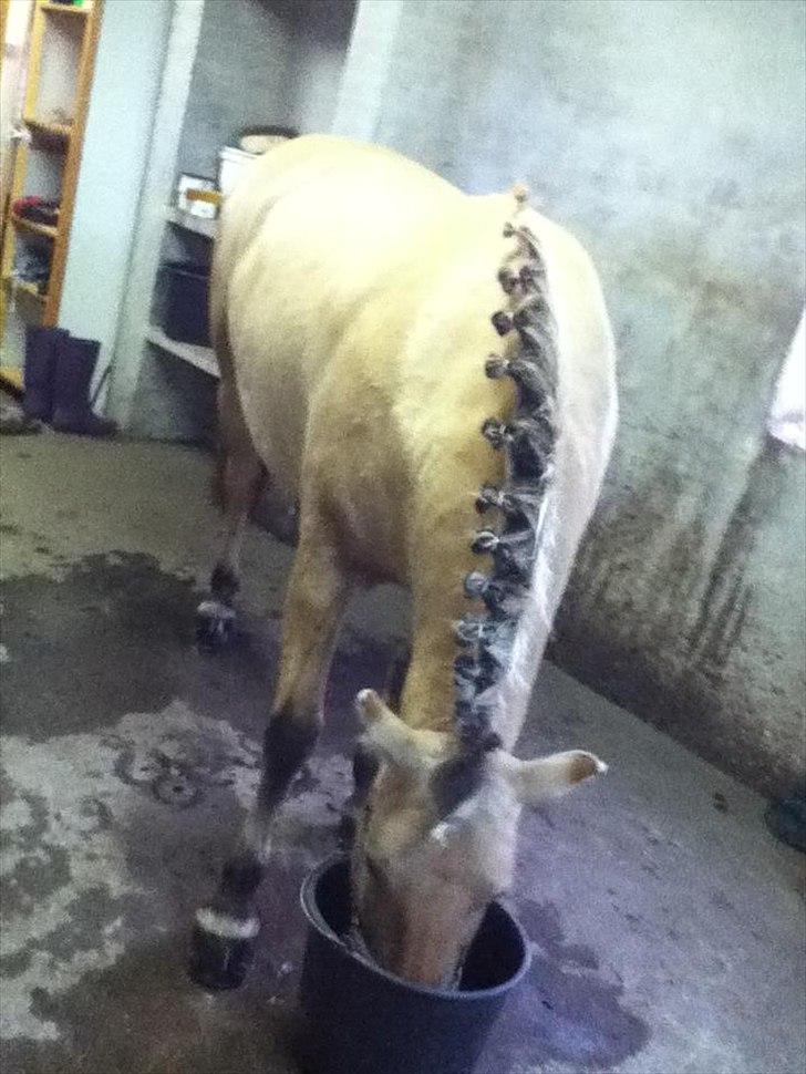 Fjordhest Frida af Tranemosen - Hun eeeelsker mad! :D' billede 9