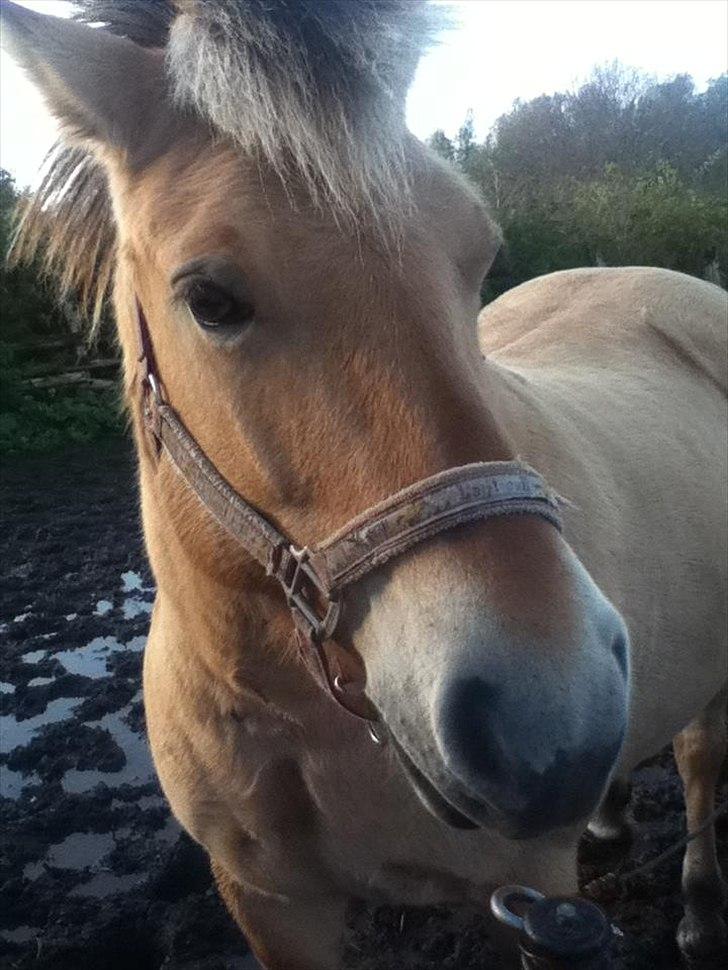 Fjordhest Frida af Tranemosen billede 11