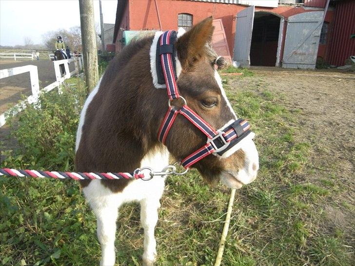 Shetlænder Prins Ludwig - På stævnepladsen :-) billede 13